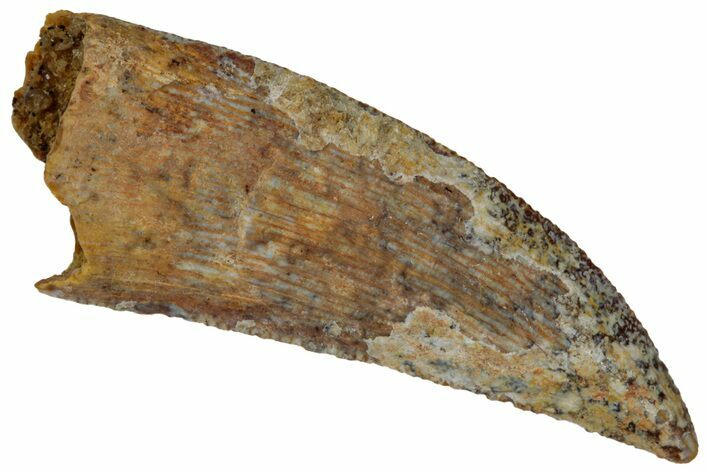 Serrated Raptor Tooth - Real Dinosaur Tooth #332165